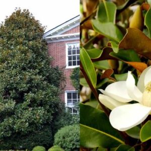 Örözköld magnolia grandiflora Gallisoniensis