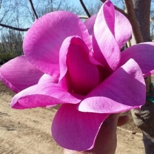 Magnolia Purple Sensation