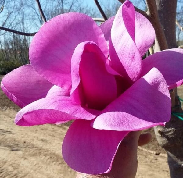 Magnolia Purple Sensation