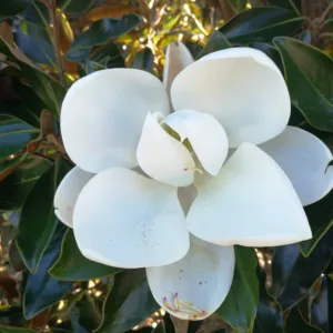 Örökzöld magnolia Gallisoniensis