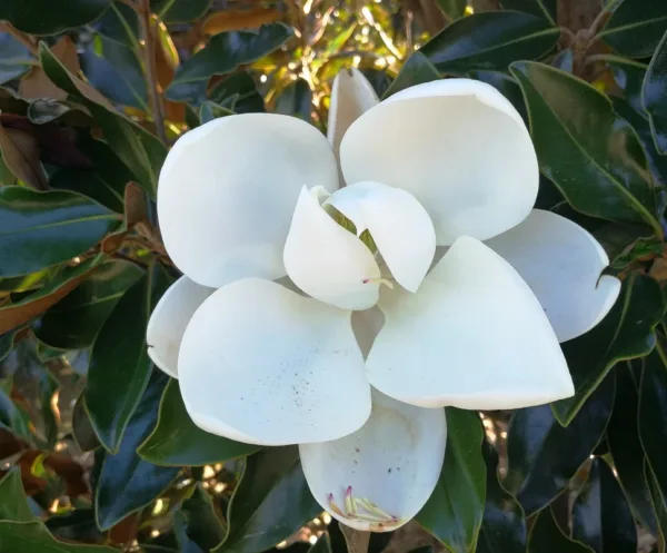 Örökzöld magnolia Gallisoniensis