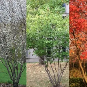 Mézalmácska, Amelanchier alnifolia, (cserepes gyümölcstermő díszcserje)