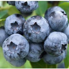Vaccinium-corymbosum-chandler1 kék áfonya "Chandler"