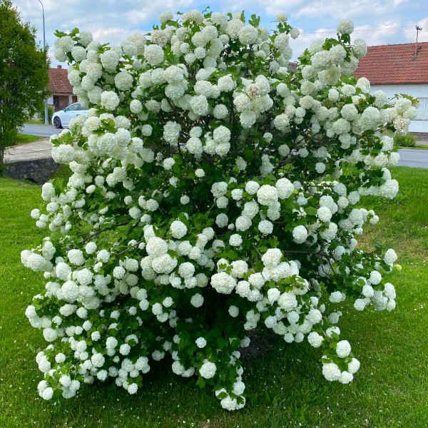 labdarozsa-Viburnum opulus-Roseum-121 labdarozsa-Viburnum-opulus-Roseum-ár