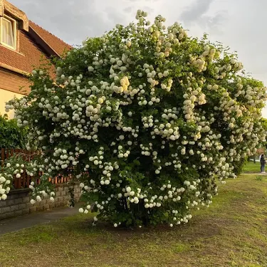 labdarozsa-Viburnum opulus-Roseum-15 labdarozsa-Viburnum-opulus-Roseum-ár