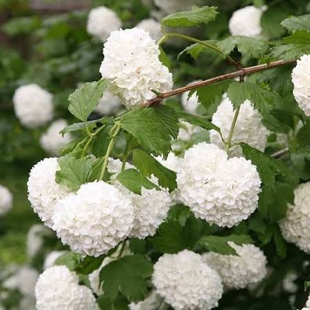 labdarozsa-Viburnum opulus-Roseum-2 labdarozsa-Viburnum-opulus-Roseum-ár