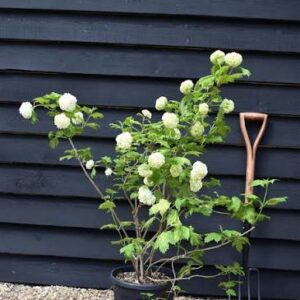 labdarozsa-Viburnum-opulus-Roseum-ár