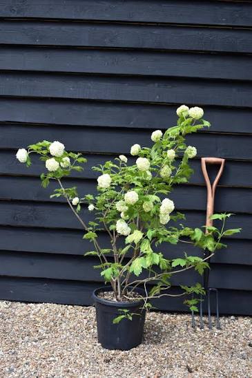 labdarozsa-Viburnum opulus-Roseum-9 labdarozsa-Viburnum-opulus-Roseum-ár
