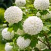 labdarozsa-Viburnum-opulus-Roseum-ár