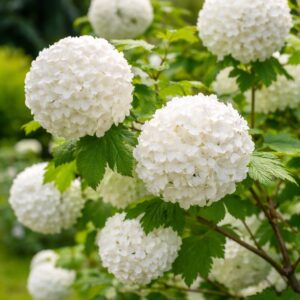 labdarozsa-Viburnum-opulus-Roseum-ár