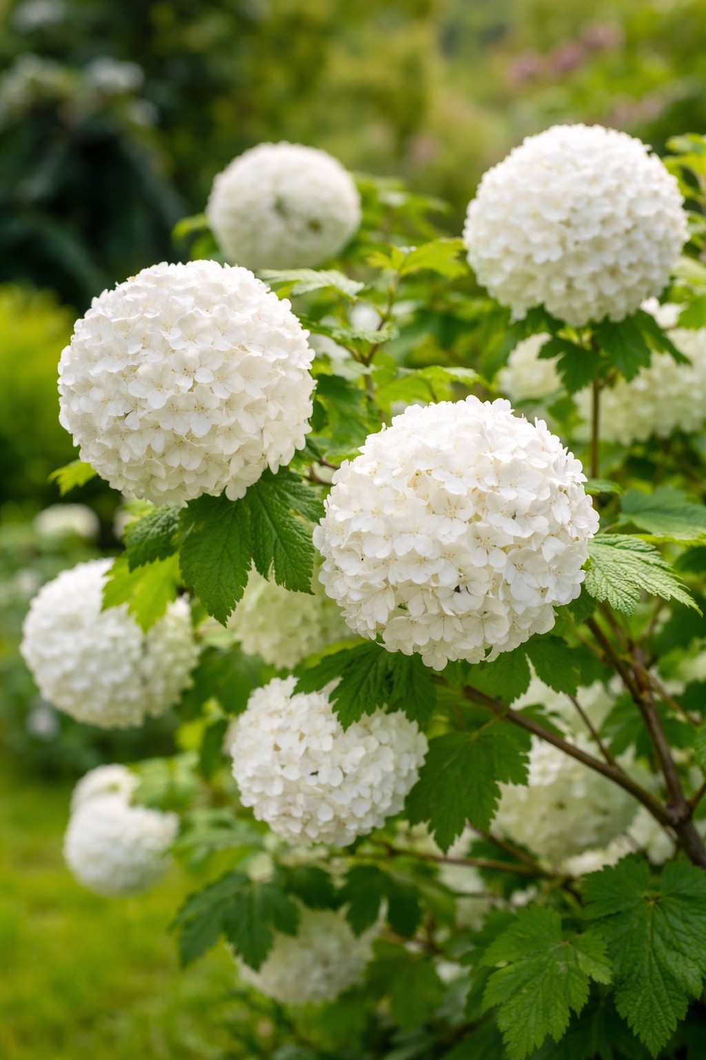 labdarozsa-Viburnum opulus-Roseum1122 labdarozsa-Viburnum-opulus-Roseum-ár