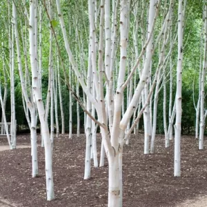 betula-utilis-jacquemontii-hofeher-kergu-himalajai-nyir