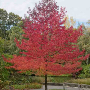 Amerikai ámbrafa ár, liquidambar worplesdon, liquidambar styraciflua worplesdon, amerikai ámbrafa worplesdon, oszlopos ámbrafa, keskeny koronájú ámbrafa, sweetgum worplesdon, liquidambar worplesdon magassága, worplesdon végső méret, worplesdon növekedési erély, kis kertbe való díszfa, őszi lombszínű fa, piros levelű fa ősszel, narancs lombszínű díszfa, vörös lombszínű fa, csillag alakú levelű fa, juharhoz hasonló levelű fa, liquidambar ültetése, worplesdon talajigény, savanyú talajt kedvelő fa, napos fekvésű díszfa, télálló díszfa, fagyálló liquidambar, liquidambar worplesdon eladó, ámbrafa eladó, cserepes liquidambar, konténeres díszfa, nagy méretű díszfa vásárlás, sorfa telepítéshez, utcafronti díszfa, modern kertbe való fa, látványos őszi díszfa, gyors növekedésű díszfa