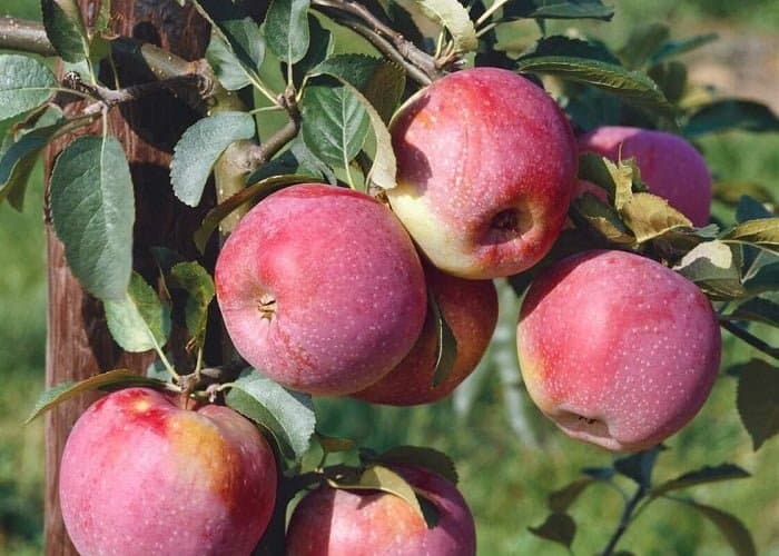 alma-florina-koronakert.hu