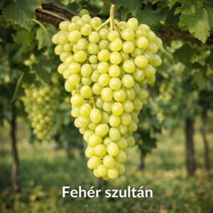 fehér szultán szőlő, **Vitis vinifera Fehér szultán**, fehér szultán szőlő vásárlás, Vitis vinifera Fehér szultán ár, fehér szultán szőlő eladó, Vitis vinifera Fehér szultán konténeres, fehér szultán szőlő rendelés, Vitis vinifera Fehér szultán webshop, fehér szultán szőlő ültetése, Vitis vinifera Fehér szultán gondozása, fehér szultán szőlő metszése, Vitis vinifera Fehér szultán növekedés, fehér szultán szőlő magasság, Vitis vinifera Fehér szultán fagytűrés, fehér szultán szőlő kertbe, Vitis vinifera Fehér szultán betegségek, fehér szultán szőlő tippek, Vitis vinifera Fehér szultán konténer méret, fehér szultán szőlő ültetési távolság, Vitis vinifera Fehér szultán online vásárlás, fehér szultán szőlő vélemények, Vitis vinifera Fehér szultán növény árak, fehér szultán szőlő telepítési útmutató, Vitis vinifera Fehér szultán talajigény, fehér szultán szőlő napfényigény, Vitis vinifera Fehér szultán ültetési tanácsok, fehér szultán szőlő érése, Vitis vinifera Fehér szultán tápanyagigény.
