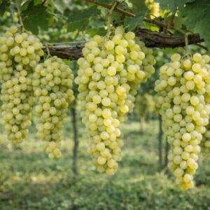 fehér szultán szőlő, **Vitis vinifera Fehér szultán**, fehér szultán szőlő vásárlás, Vitis vinifera Fehér szultán ár, fehér szultán szőlő eladó, Vitis vinifera Fehér szultán konténeres, fehér szultán szőlő rendelés, Vitis vinifera Fehér szultán webshop, fehér szultán szőlő ültetése, Vitis vinifera Fehér szultán gondozása, fehér szultán szőlő metszése, Vitis vinifera Fehér szultán növekedés, fehér szultán szőlő magasság, Vitis vinifera Fehér szultán fagytűrés, fehér szultán szőlő kertbe, Vitis vinifera Fehér szultán betegségek, fehér szultán szőlő tippek, Vitis vinifera Fehér szultán konténer méret, fehér szultán szőlő ültetési távolság, Vitis vinifera Fehér szultán online vásárlás, fehér szultán szőlő vélemények, Vitis vinifera Fehér szultán növény árak, fehér szultán szőlő telepítési útmutató, Vitis vinifera Fehér szultán talajigény, fehér szultán szőlő napfényigény, Vitis vinifera Fehér szultán ültetési tanácsok, fehér szultán szőlő érése, Vitis vinifera Fehér szultán tápanyagigény.