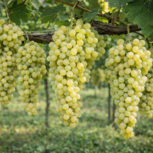 fehér szultán szőlő, **Vitis vinifera Fehér szultán**, fehér szultán szőlő vásárlás, Vitis vinifera Fehér szultán ár, fehér szultán szőlő eladó, Vitis vinifera Fehér szultán konténeres, fehér szultán szőlő rendelés, Vitis vinifera Fehér szultán webshop, fehér szultán szőlő ültetése, Vitis vinifera Fehér szultán gondozása, fehér szultán szőlő metszése, Vitis vinifera Fehér szultán növekedés, fehér szultán szőlő magasság, Vitis vinifera Fehér szultán fagytűrés, fehér szultán szőlő kertbe, Vitis vinifera Fehér szultán betegségek, fehér szultán szőlő tippek, Vitis vinifera Fehér szultán konténer méret, fehér szultán szőlő ültetési távolság, Vitis vinifera Fehér szultán online vásárlás, fehér szultán szőlő vélemények, Vitis vinifera Fehér szultán növény árak, fehér szultán szőlő telepítési útmutató, Vitis vinifera Fehér szultán talajigény, fehér szultán szőlő napfényigény, Vitis vinifera Fehér szultán ültetési tanácsok, fehér szultán szőlő érése, Vitis vinifera Fehér szultán tápanyagigény.