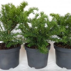 Taxus baccata Repandens Terülő tiszafa