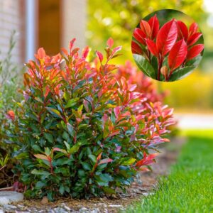 törpe korallberkenye Little Red Robin, Photinia Little Red Robin, Photinia Little Red Robin ár, korallberkenye Little Red Robin árak, Photinia Little Red Robin vásárlás, Photinia Little Red Robin eladó, korallberkenye Little Red Robin konténeres, Photinia Little Red Robin konténer, Photinia Little Red Robin szabadgyökerű, korallberkenye Little Red Robin rendelés, Photinia Little Red Robin webshop, korallberkenye sövény Little Red Robin, Photinia Little Red Robin metszése, korallberkenye Little Red Robin gondozás, Photinia Little Red Robin telepítése, Photinia Little Red Robin növekedés, korallberkenye Little Red Robin magasság, Photinia Little Red Robin fagytűrés, korallberkenye Little Red Robin betegségek, Photinia Little Red Robin tippek, vörös levelű korallberkenye, Photinia Little Red Robin díszcserje, Photinia Little Red Robin sövény növény, Photinia Little Red Robin vélemények, korallberkenye Little Red Robin kertbe, Photinia Little Red Robin ültetési távolság, Photinia Little Red Robin online vásárlás, Photinia Little Red Robin elültetése, Photinia Little Red Robin konténer méret, korallberkenye Little Red Robin telepítési útmutató, Photinia Little Red Robin világos hely, korallberkenye Little Red Robin ár összehasonlítás