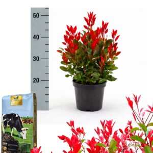 törpe korallberkenye Little Red Robin, Photinia Little Red Robin, Photinia Little Red Robin ár, korallberkenye Little Red Robin árak, Photinia Little Red Robin vásárlás, Photinia Little Red Robin eladó, korallberkenye Little Red Robin konténeres, Photinia Little Red Robin konténer, Photinia Little Red Robin szabadgyökerű, korallberkenye Little Red Robin rendelés, Photinia Little Red Robin webshop, korallberkenye sövény Little Red Robin, Photinia Little Red Robin metszése, korallberkenye Little Red Robin gondozás, Photinia Little Red Robin telepítése, Photinia Little Red Robin növekedés, korallberkenye Little Red Robin magasság, Photinia Little Red Robin fagytűrés, korallberkenye Little Red Robin betegségek, Photinia Little Red Robin tippek, vörös levelű korallberkenye, Photinia Little Red Robin díszcserje, Photinia Little Red Robin sövény növény, Photinia Little Red Robin vélemények, korallberkenye Little Red Robin kertbe, Photinia Little Red Robin ültetési távolság, Photinia Little Red Robin online vásárlás, Photinia Little Red Robin elültetése, Photinia Little Red Robin konténer méret, korallberkenye Little Red Robin telepítési útmutató, Photinia Little Red Robin világos hely, korallberkenye Little Red Robin ár összehasonlítás