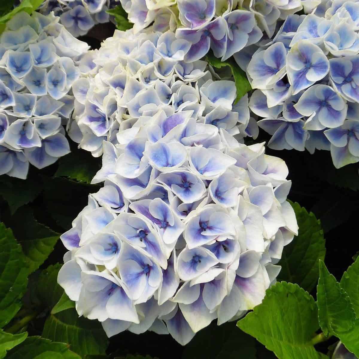 Candy-Blue-Kék-fehér-kerti-hortenzia-hydrangea-macrophylla-koronakert.hu