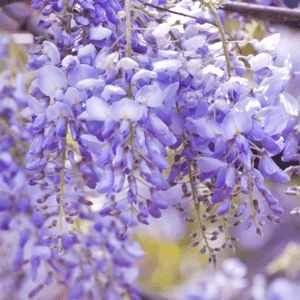 Lilaakác 150cm "Okoyama Fuji" Kék "Wisteria sinensis"