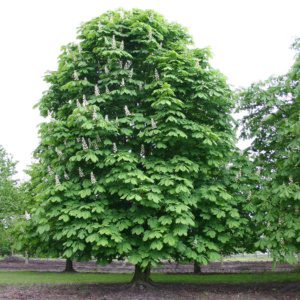 Aesculus Vasgesztenye