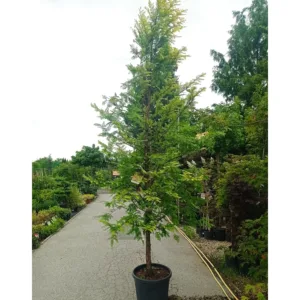 Kinai-mamutfenyö-diszfa-csemete-ar-Metasequoia-glyptostroboides-www.koronakert.hu