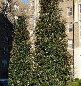 Magnolia grandiflora alta