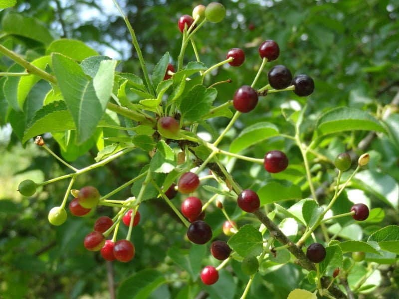 Prunus-mahaleb-sajmeggy-fa-cserje-koronakert.hu2 Prunus mahaleb Sajmeggy csemete