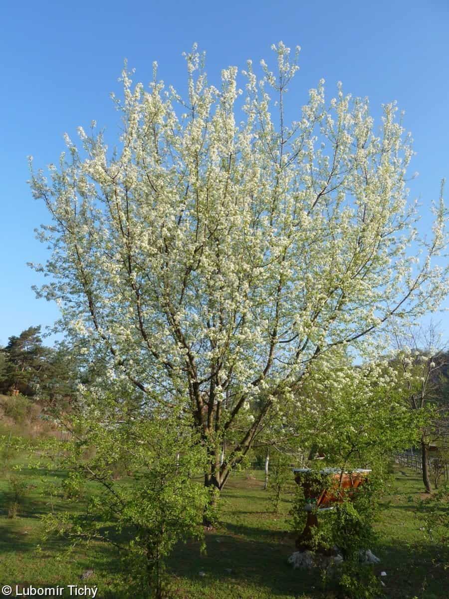 Prunus-mahaleb-sajmeggy-fa-cserje-koronakert.hu