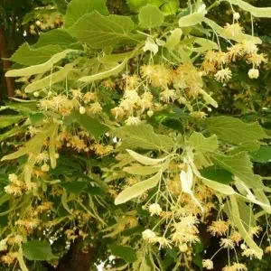 Tilia Hárs