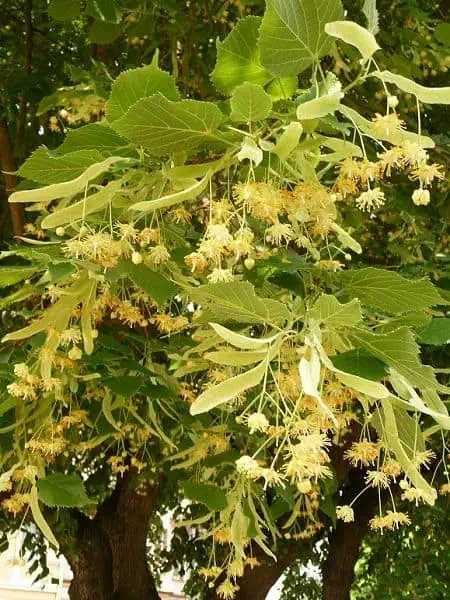 Tilia Hárs