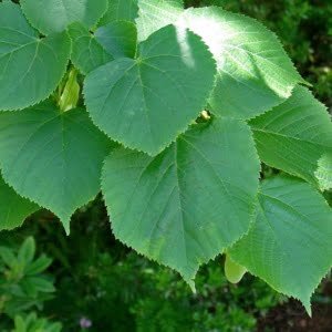 nagylevelű hárs, nagylevelű hárs fa, Tilia platyphyllos, hársfa, lombos fa kertbe, nagy lombú fa, árnyékot adó fa, nagylevelű hárs vásárlás, hársfa vásárlás, nagylevelű hárs ár, hársfa csemete, hársfa eladó, hársfa rendelés, díszfa vásárlás, nagylevelű hárs ültetése, hársfa ültetési tanácsok, hársfa gondozása, hársfa öntözése, hársfa talajigénye, gyorsan növő lombos fa, illatos virágú fa, mézelő fa, méhbarát fa, levegőtisztító fa, árnyékfa kertbe, parkfa, utcafásításra alkalmas fa, fa nagy kertbe, fa udvarra, fa parkosításhoz