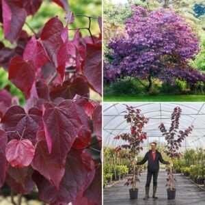 Bordó levelű Júdásfa 200cm "Cercis canadensis Forest Pansy" (cserepes díszfa)