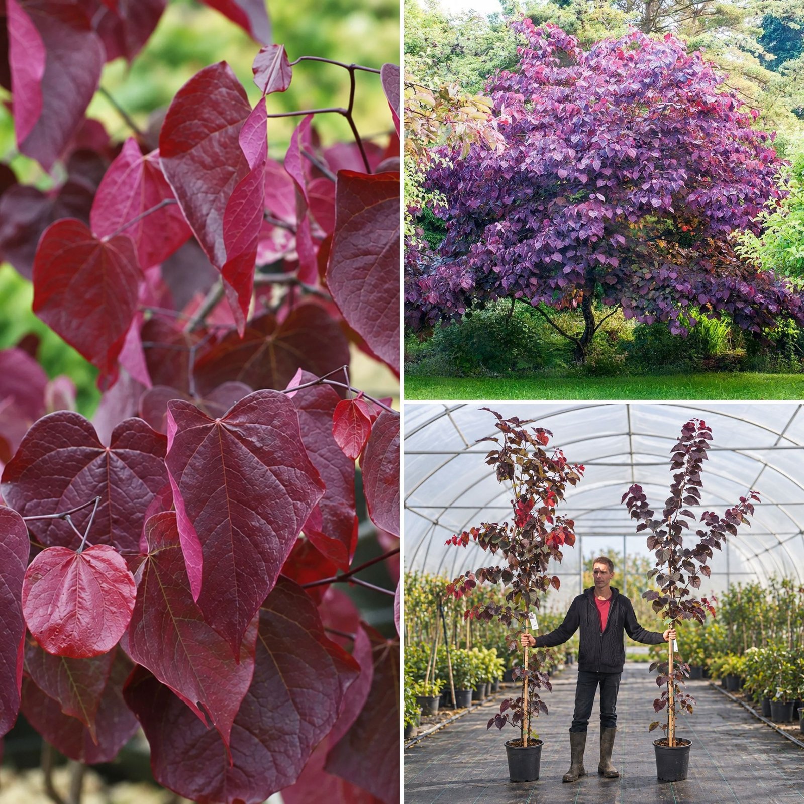 bordo-levelü-judasfa-Cercis-canadensis-Forest Pansy-diszfa-csemete-ar-www.koronakert.hu-10 Bordó levelű Júdásfa 200cm "Cercis canadensis Forest Pansy" (cserepes díszfa)