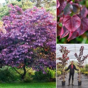 Bordó levelű Júdásfa 200cm "Cercis canadensis Forest Pansy" (cserepes díszfa)