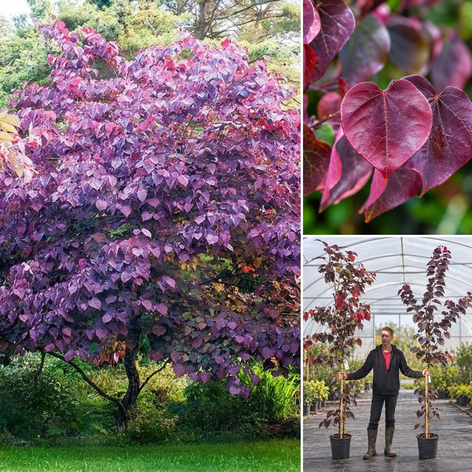 bordo-levelü-judasfa-Cercis-canadensis-Forest Pansy-diszfa-csemete-ar-www.koronakert.hu-11 Bordó levelű Júdásfa 200cm "Cercis canadensis Forest Pansy" (cserepes díszfa)