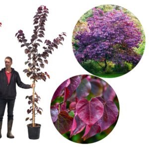 Bordó levelű Júdásfa 200cm "Cercis canadensis Forest Pansy" (cserepes díszfa)