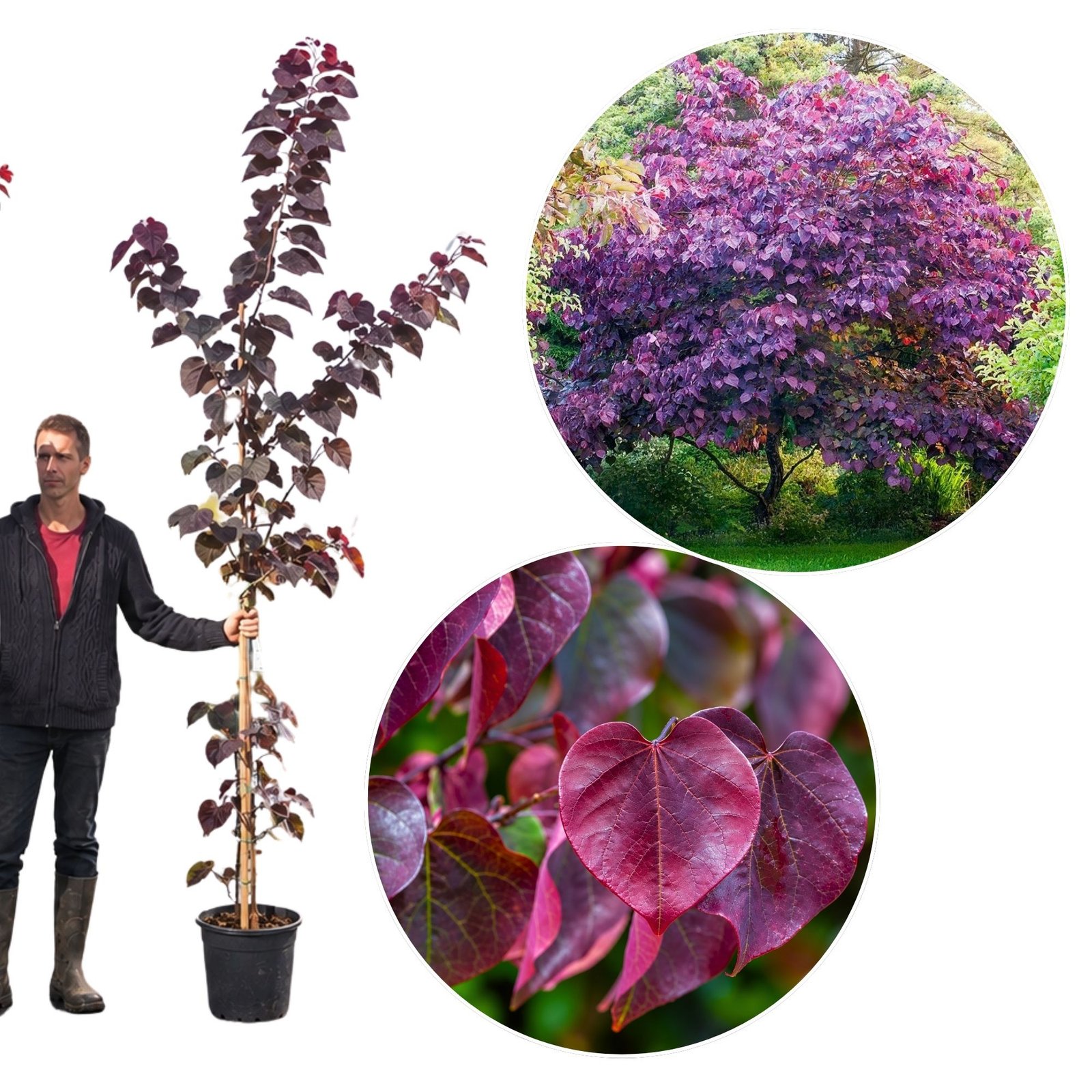 bordo-levelü-judasfa-Cercis-canadensis-Forest Pansy-diszfa-csemete-ar-www.koronakert.hu-122 Bordó levelű Júdásfa 200cm "Cercis canadensis Forest Pansy" (cserepes díszfa)