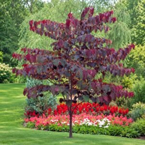 Bordó levelű Júdásfa 200cm "Cercis canadensis Forest Pansy" (cserepes díszfa)