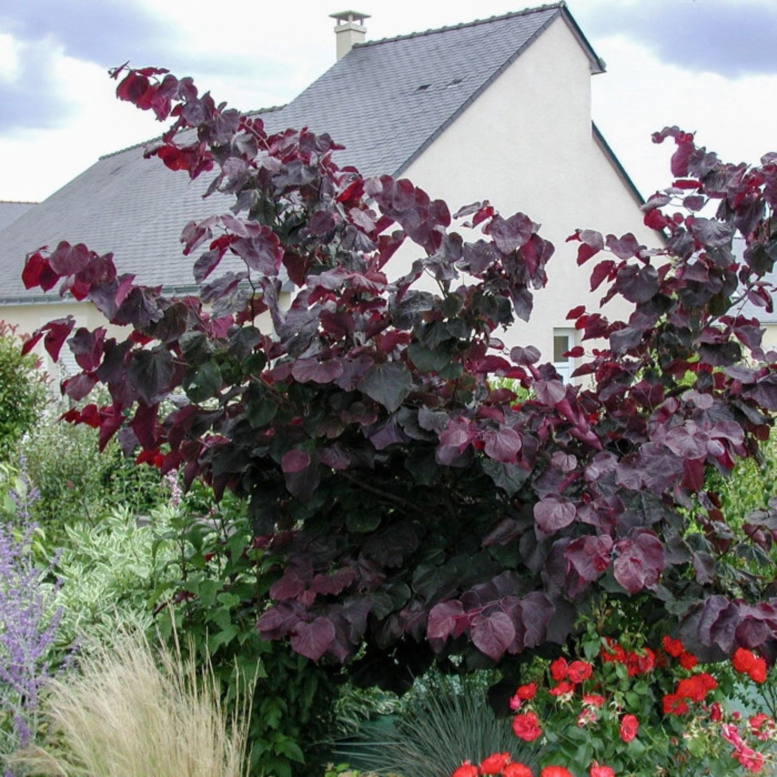 bordo-levelü-judasfa-Cercis-canadensis-Forest Pansy-diszfa-csemete-ar-www.koronakert.hu-4 Bordó levelű Júdásfa 200cm "Cercis canadensis Forest Pansy" (cserepes díszfa)