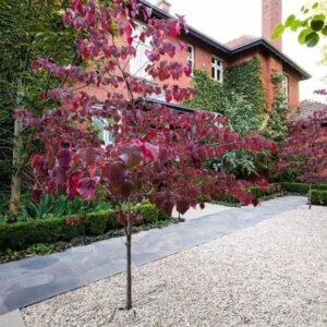 Bordó levelű Júdásfa 200cm "Cercis canadensis Forest Pansy" (cserepes díszfa)
