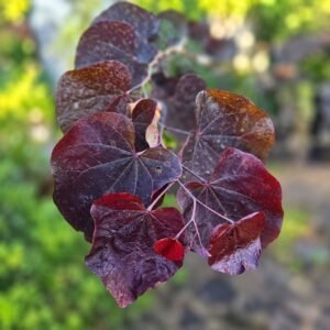 Bordó levelű Júdásfa 200cm "Cercis canadensis Forest Pansy" (cserepes díszfa)