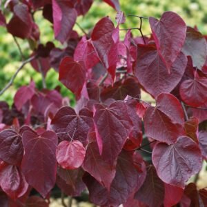 Bordó levelű Júdásfa 200cm "Cercis canadensis Forest Pansy" (cserepes díszfa)