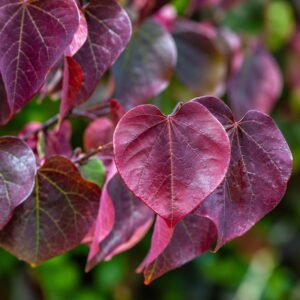 Bordó levelű Júdásfa 200cm "Cercis canadensis Forest Pansy" (cserepes díszfa)