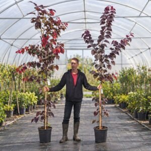 Bordó levelű Júdásfa 200cm "Cercis canadensis Forest Pansy" (cserepes díszfa)