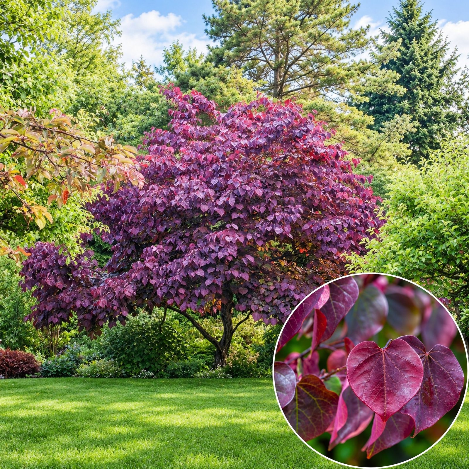 bordo-levelü-judasfa-Cercis-canadensis-Forest Pansy-diszfa-csemete-ar-www.koronakert.hu Bordó levelű Júdásfa 200cm "Cercis canadensis Forest Pansy" (cserepes díszfa)