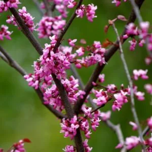 judasfa-cercis-siliquastrum-mag-csemet-ar