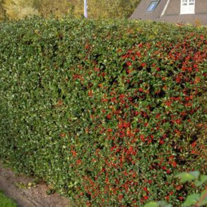 Ilex meserveae Heckenfee